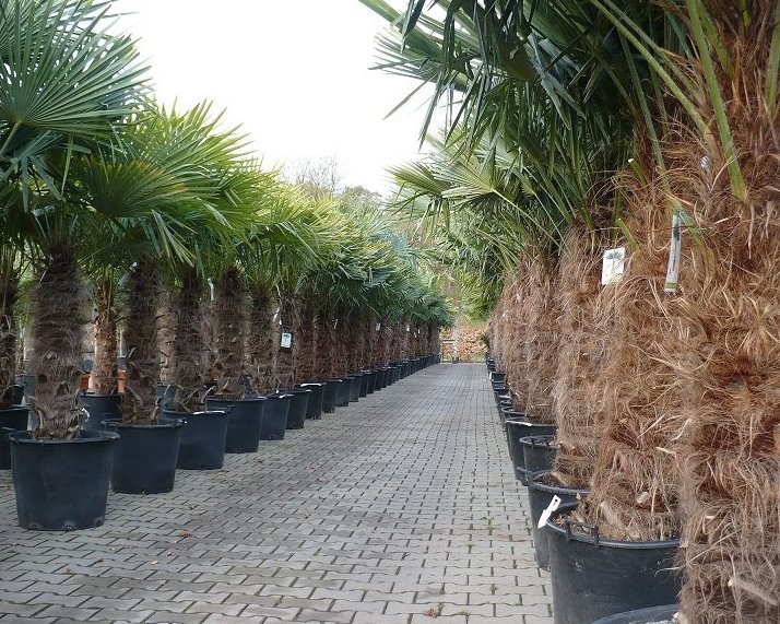 Trachycarpus fortunei palmbomen  kwekerij